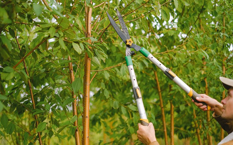 Tree trimming in Sabael, NY